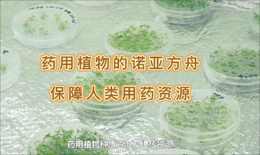 ����ҩ��ֲ���ŵ�Ƿ��ۣ�����������Ȼ���١������˻�������������Ҳ�æ�ҩû��