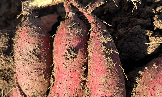 ��ʱ��������ϸ������ӭ�״η���